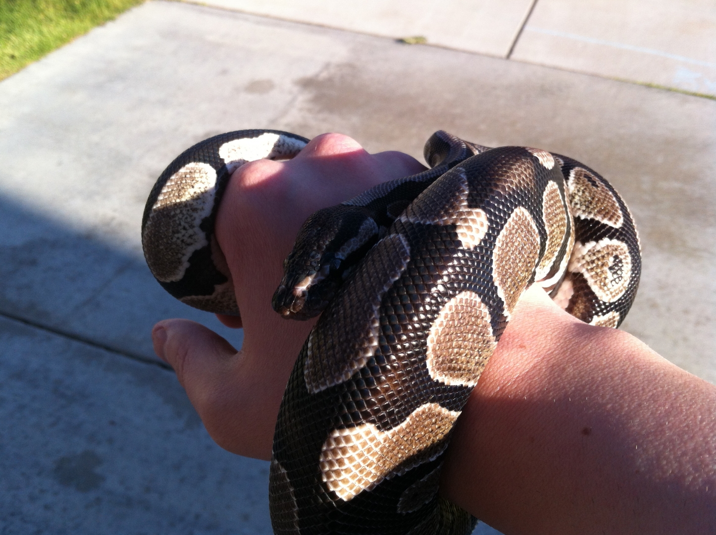 Python ~