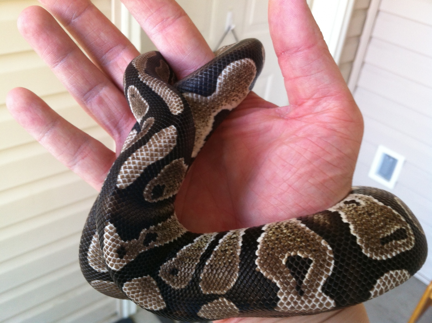 Python ~