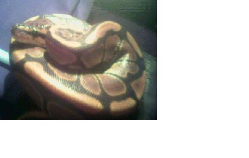 python