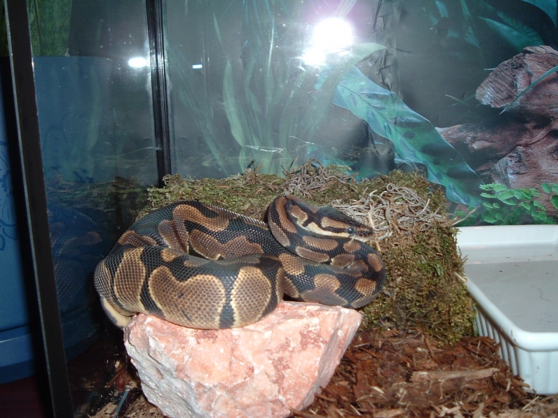 Python_before_shed_first_when_got
