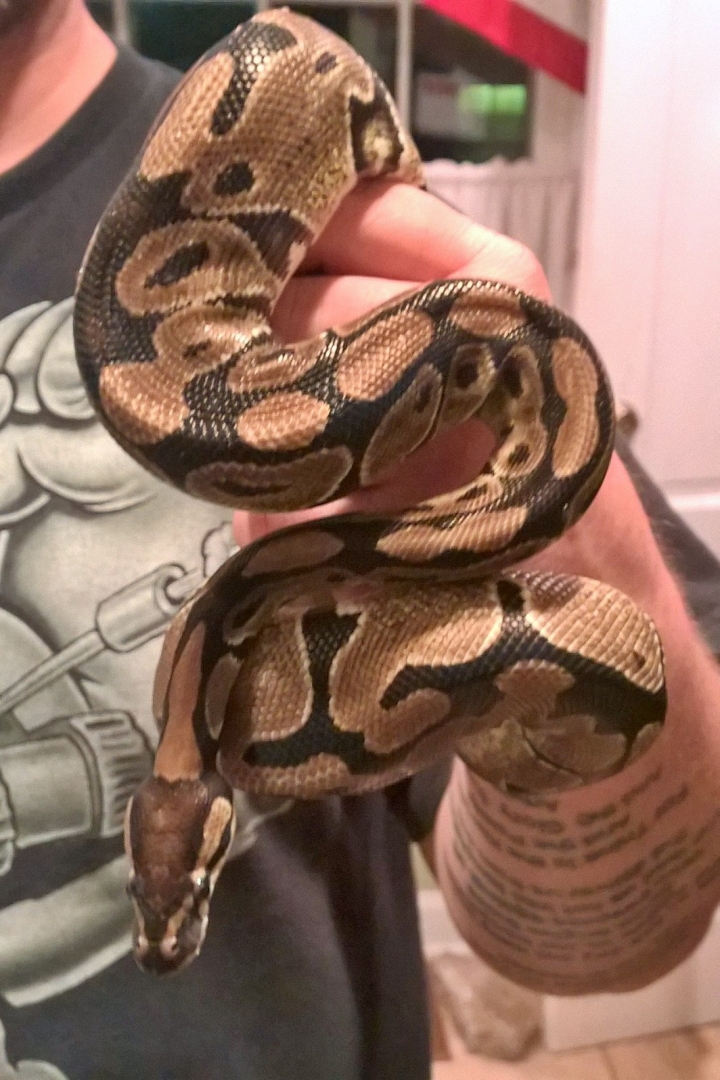 pythons