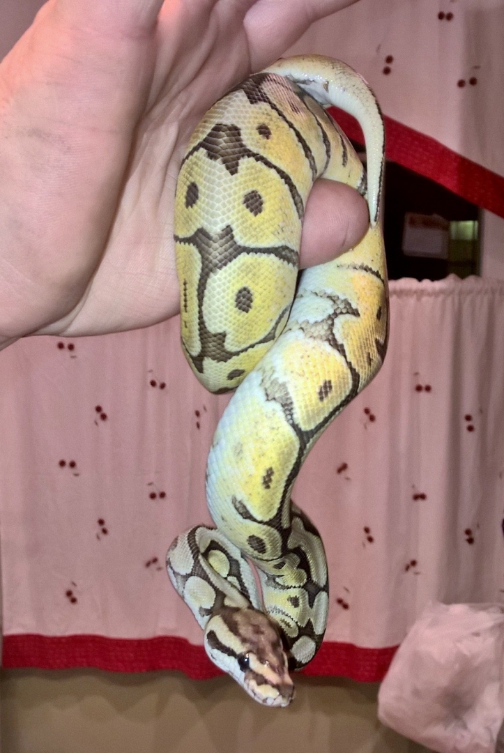 pythons