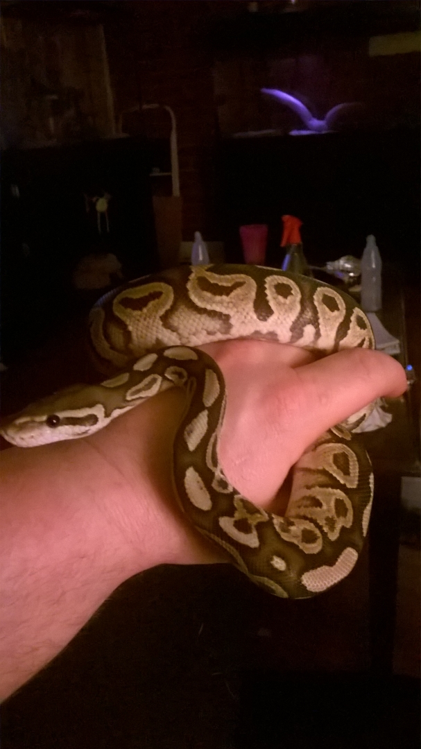 pythons