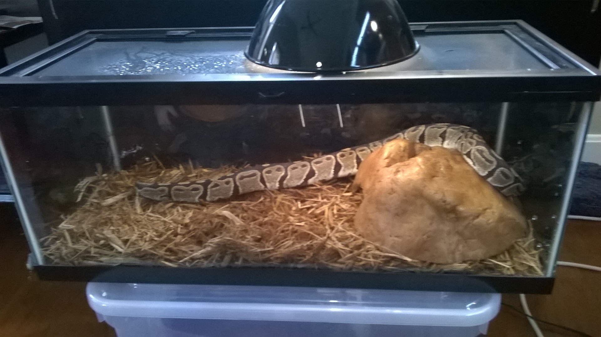 pythons