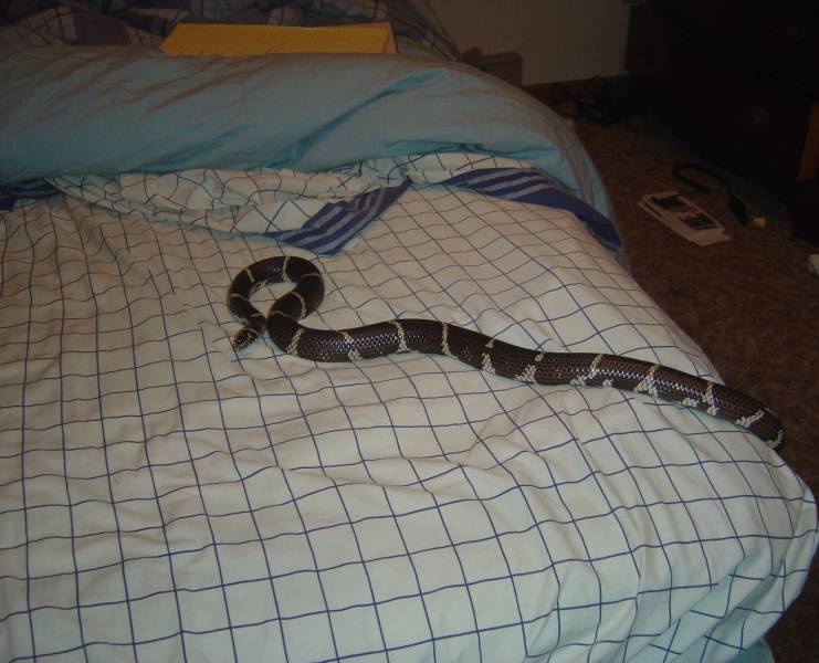 Queeny and the messy bed.