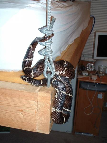 Queeny on bed frame