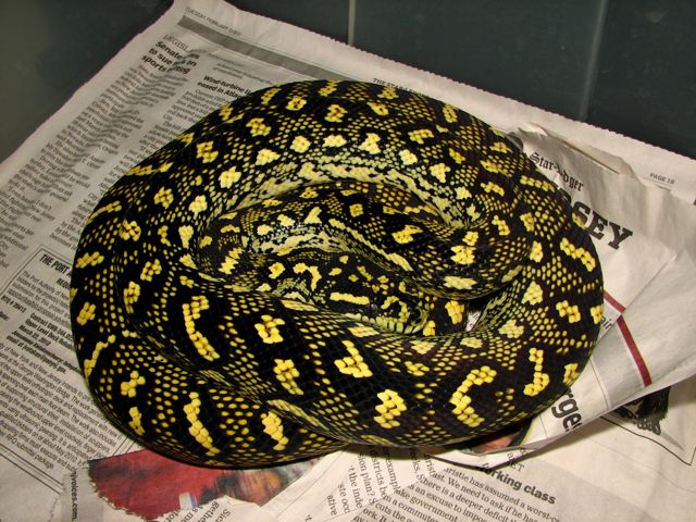 "Faustus" diamond jungle jaguar sibling