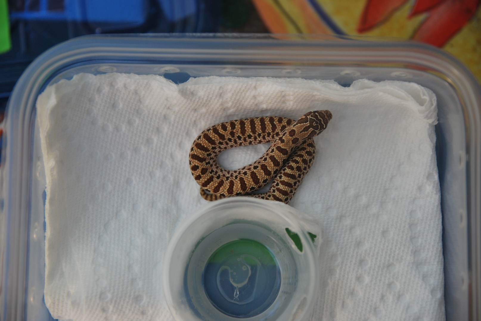 "golden" hognose