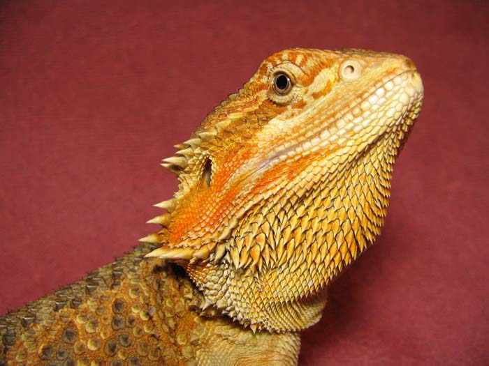 R BEARDED DRAGONS LAIR