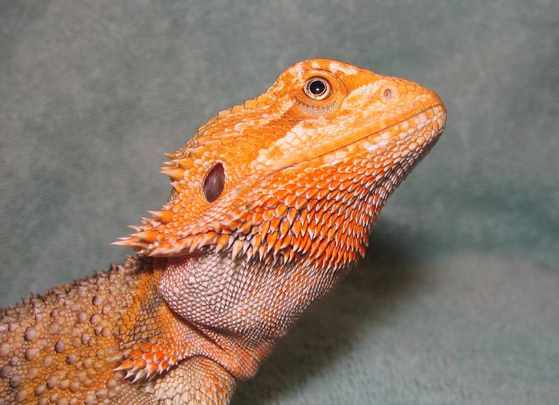 R BEARDED DRAGONS LAIR