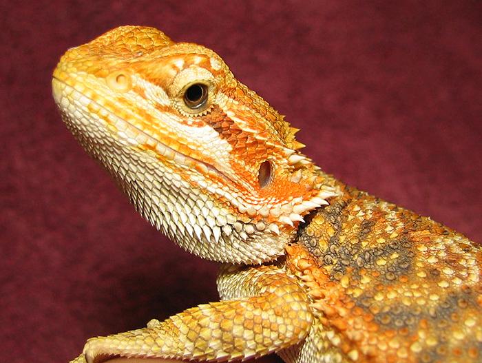 R BEARDED DRAGONS LAIR