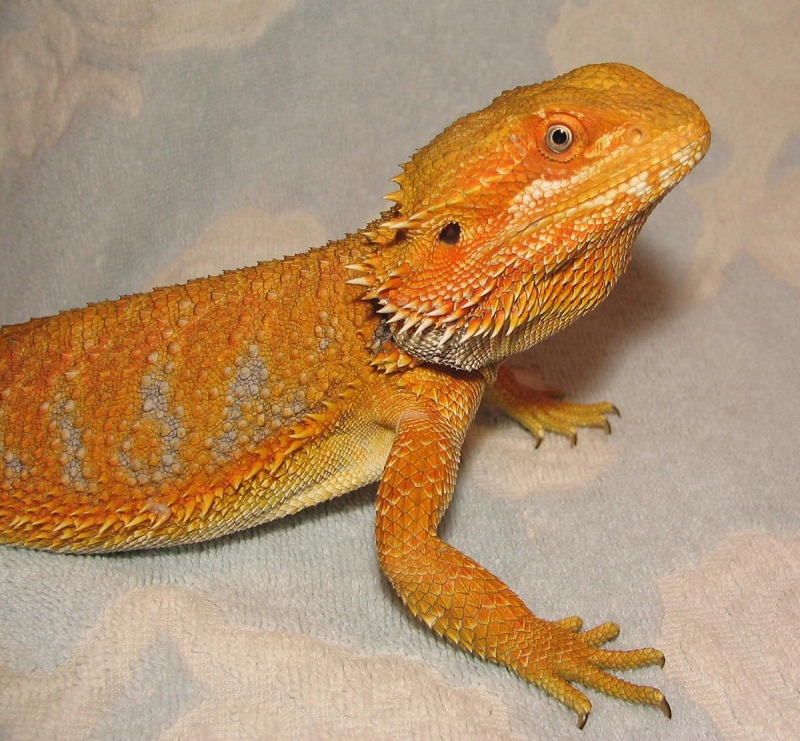 R BEARDED DRAGONS LAIR