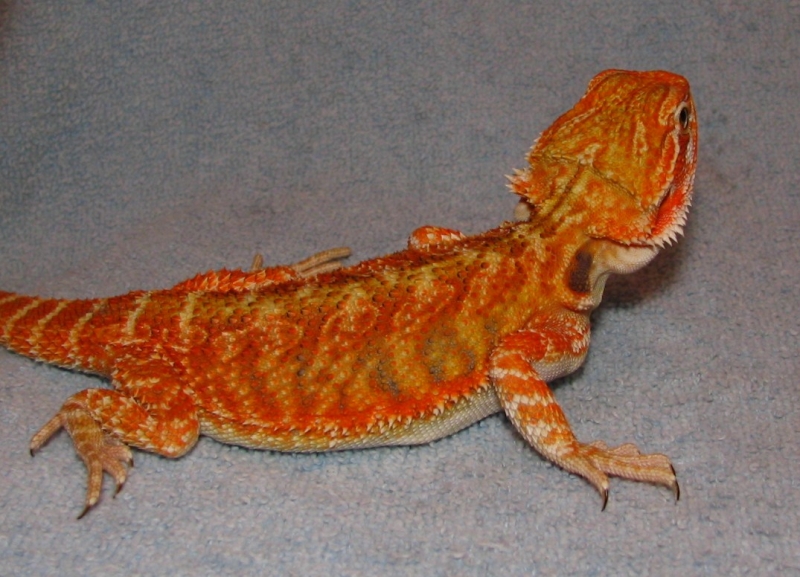 R BEARDED DRAGONS LAIR