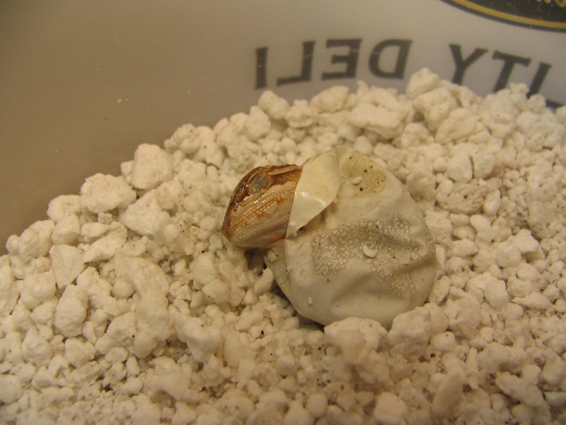 R BEARDED DRAGONS LAIR