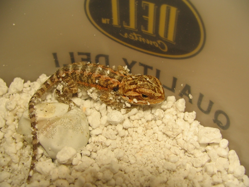 R BEARDED DRAGONS LAIR