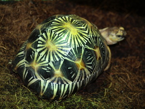 Radiata turtles available sales , delivery in hamm possible , email , turtl