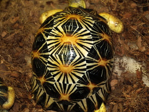 Radiata turtles available sales , delivery in hamm possible , email , turtl