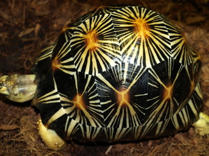 Radiata turtles available sales , delivery in hamm possible , email , turtl