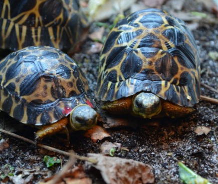 radiata turtles