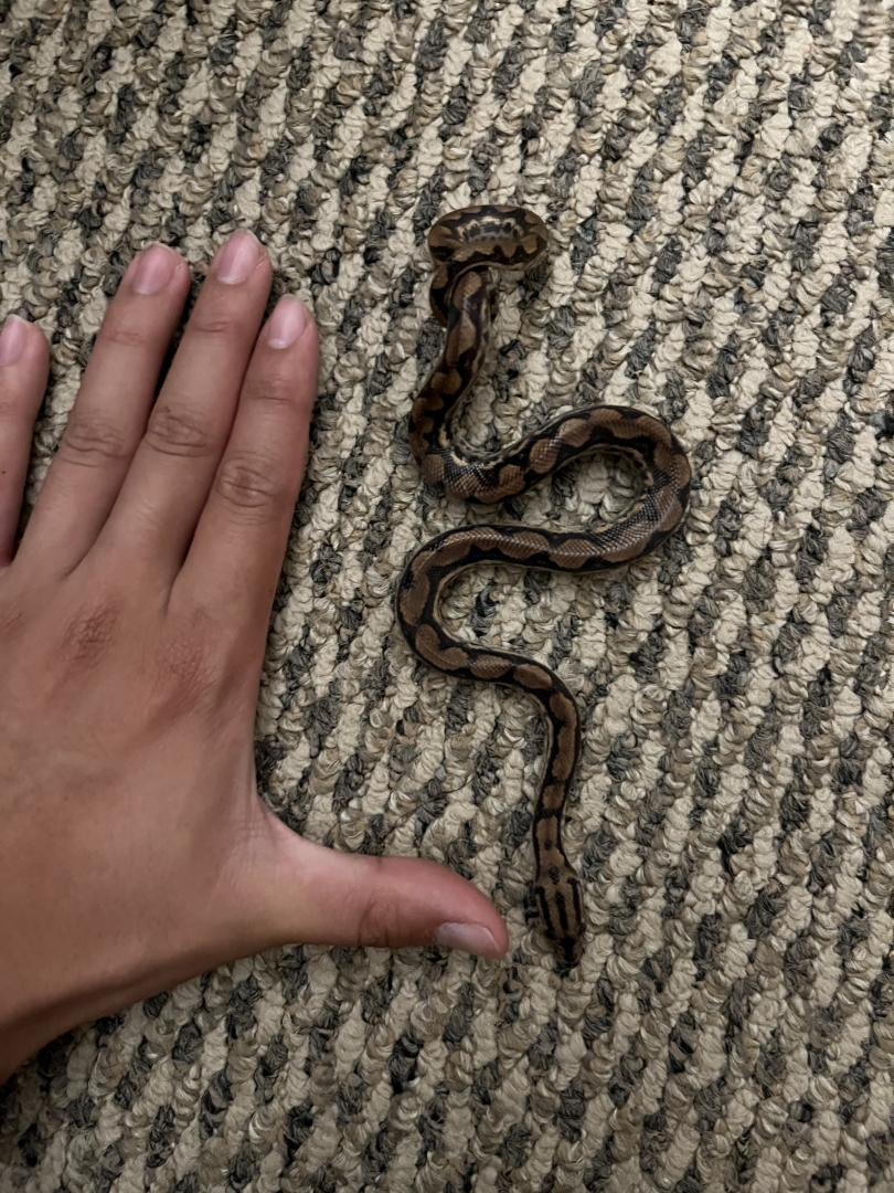 Rainbow Boa
