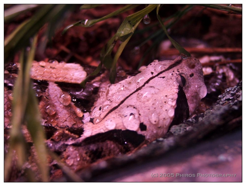 Raindrops