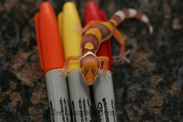 Rainwater Albino