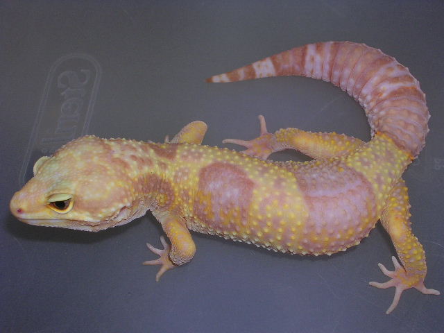 Rainwater female