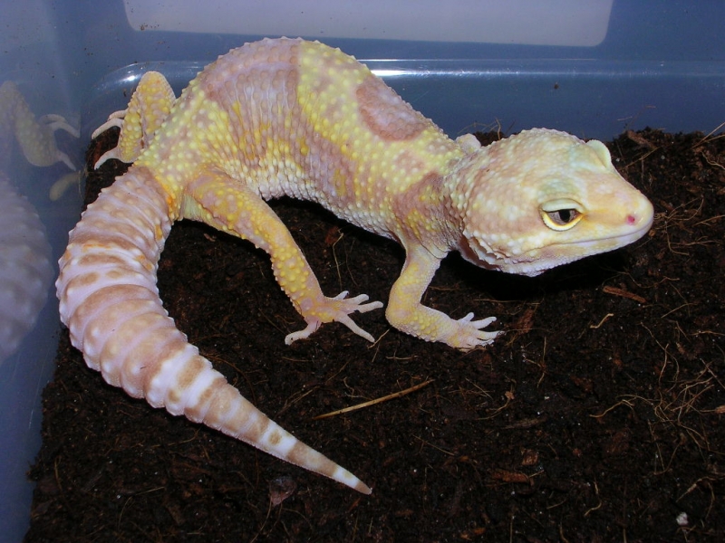 rainwater female