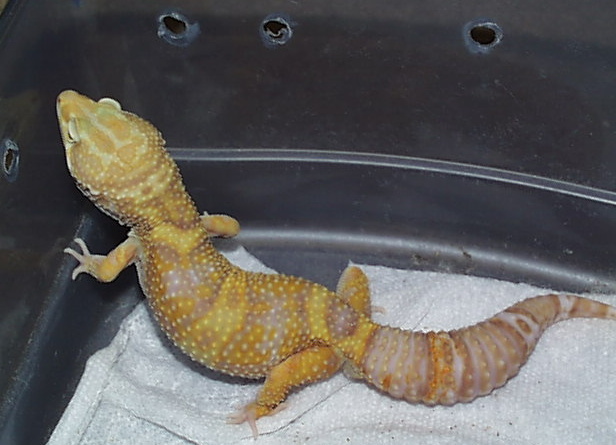 rainwater male