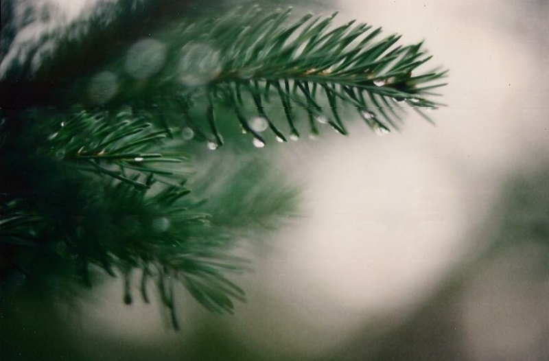 Rainy Pine