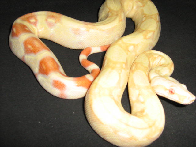 RAKKI 1/4/09 1.0 KAHL ALBINO