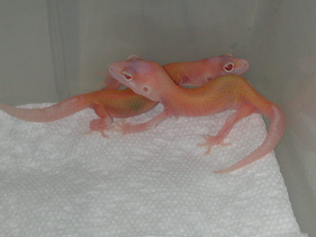 RAPTORS