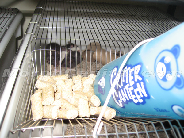 Rat_Cage