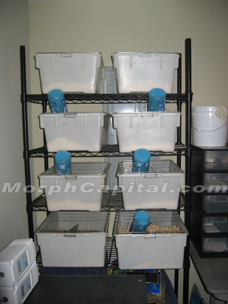 Rat_Cages