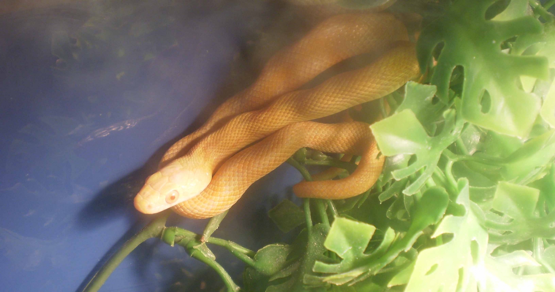 rat_snake_0021