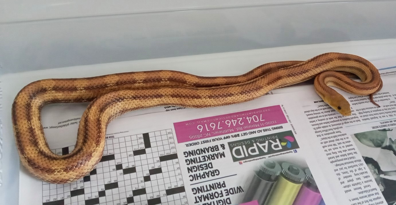 Ratsnake_Eastern_-_Deckert's_subspecies_Male_02