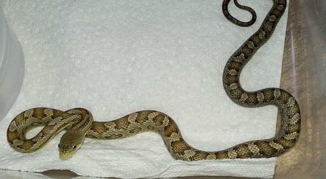 Ratsnake_Eastern_-_Greenish_Morph_02