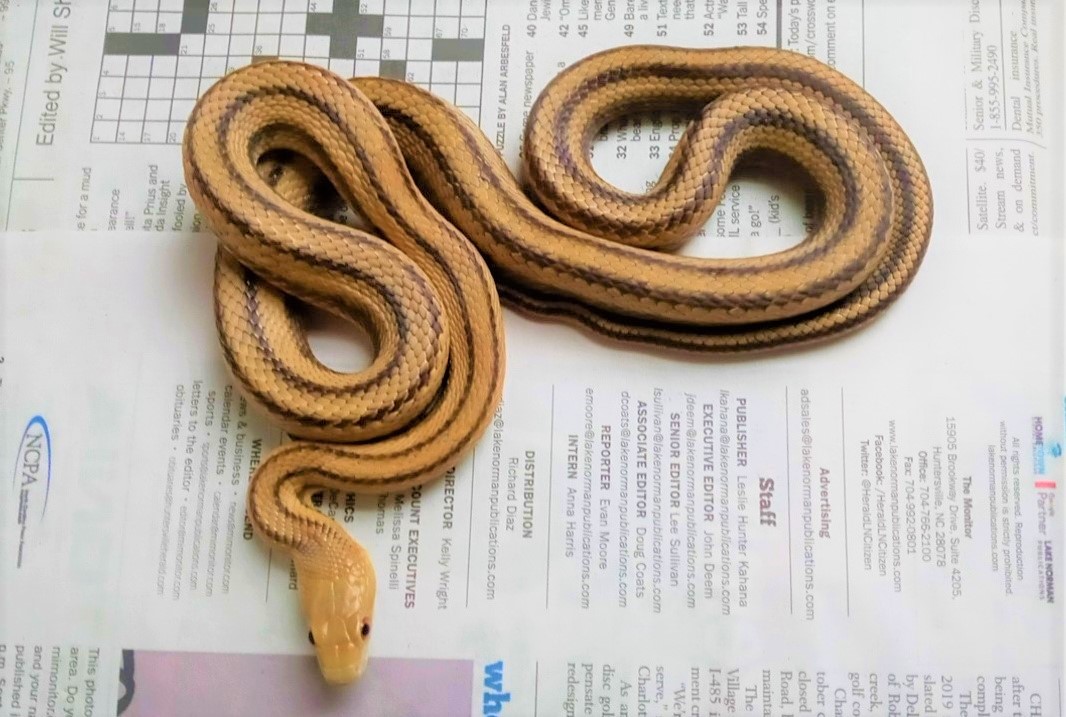 Ratsnake_Eastern_-_Yellow_subspecies_Male_02