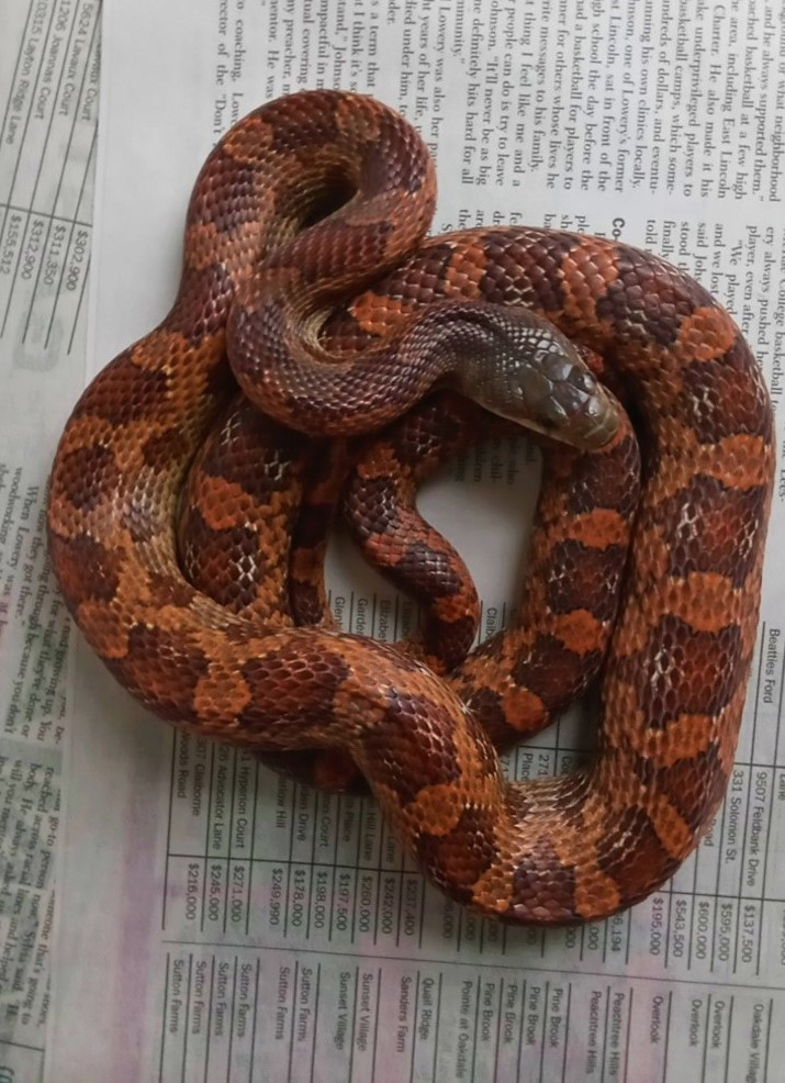 Ratsnake_Texas_het_Leucistic_Scaleless_Anerythristic_Female_02