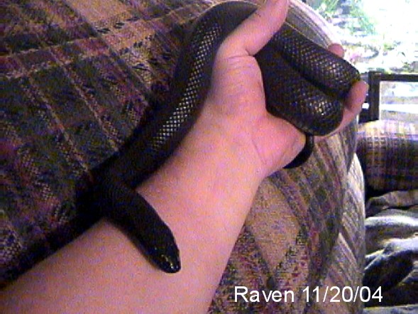 Raven11-20