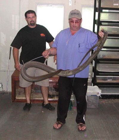 Ray Hunter, Don Kaye & 11ft Black Mamba