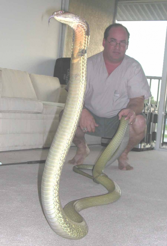 Ray Hunter w/12 ft Malayan King Cobra