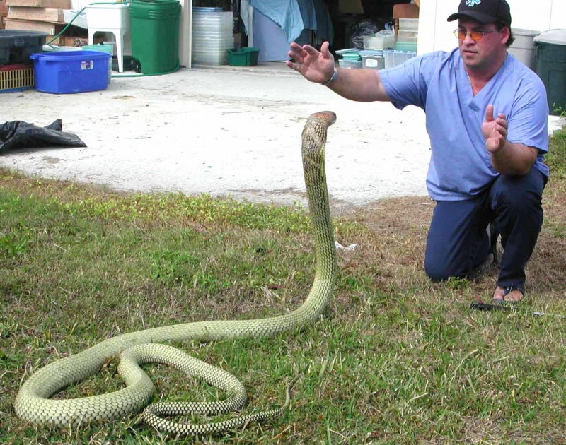 Ray Hunter w/12 ft Malayan King Cobra
