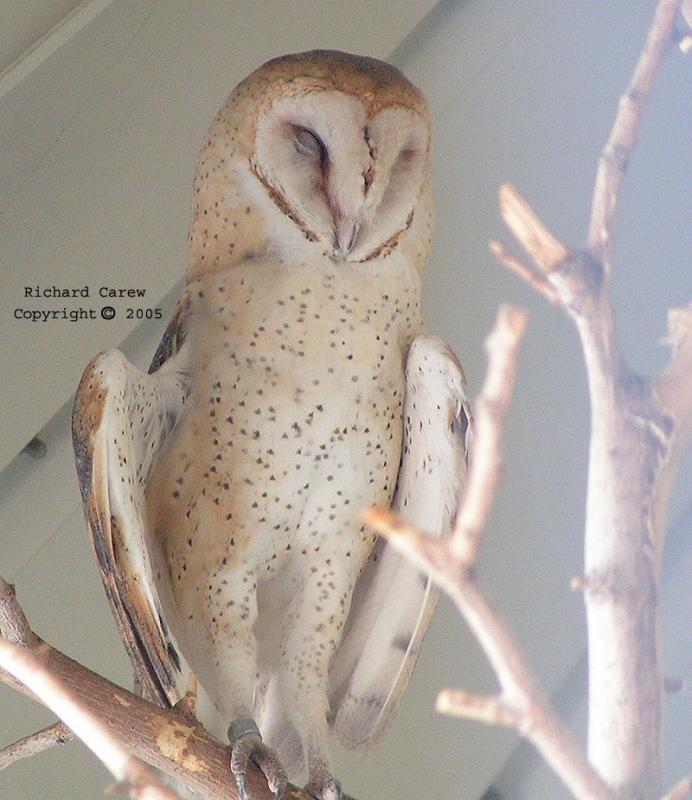 Recovering Barn Owl