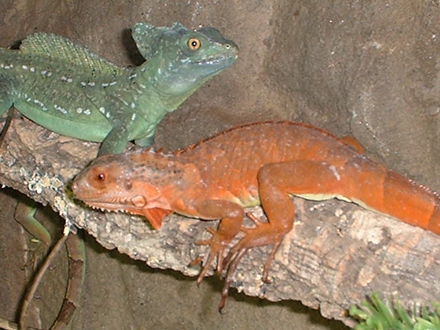 Red and Green ...