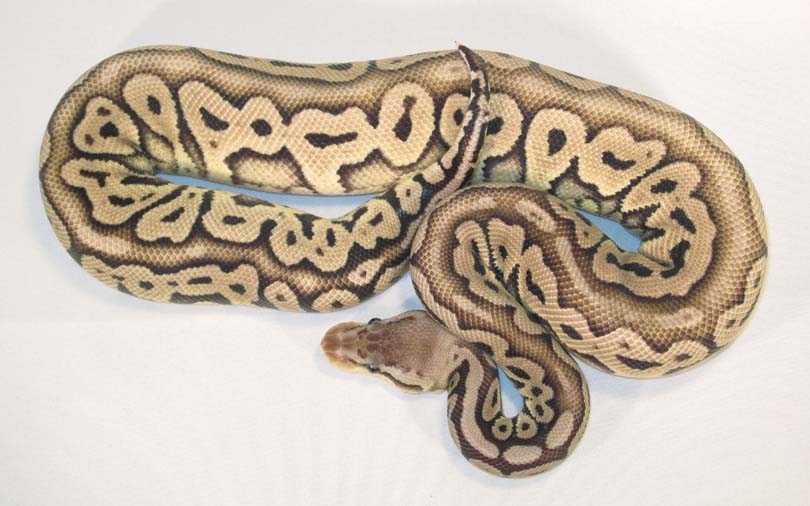 Red Axanthic Pastel 5-1