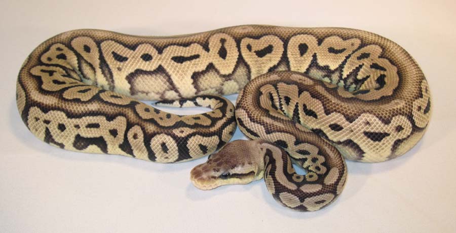 Red Axanthic Pastel M 5-1