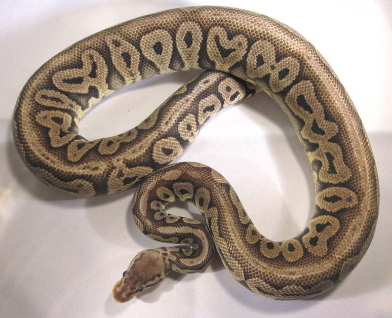 Red Axanthic Pastel Male 2