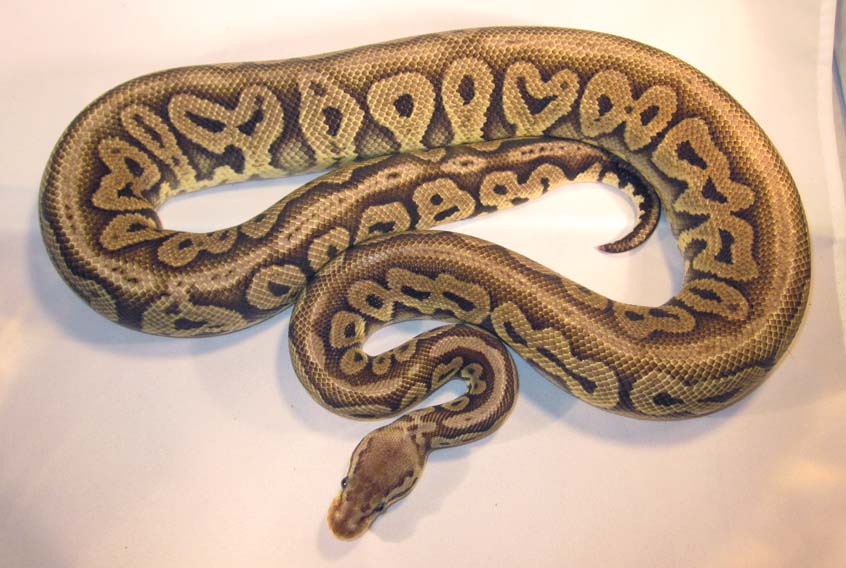 Red Axanthic Pastel Male