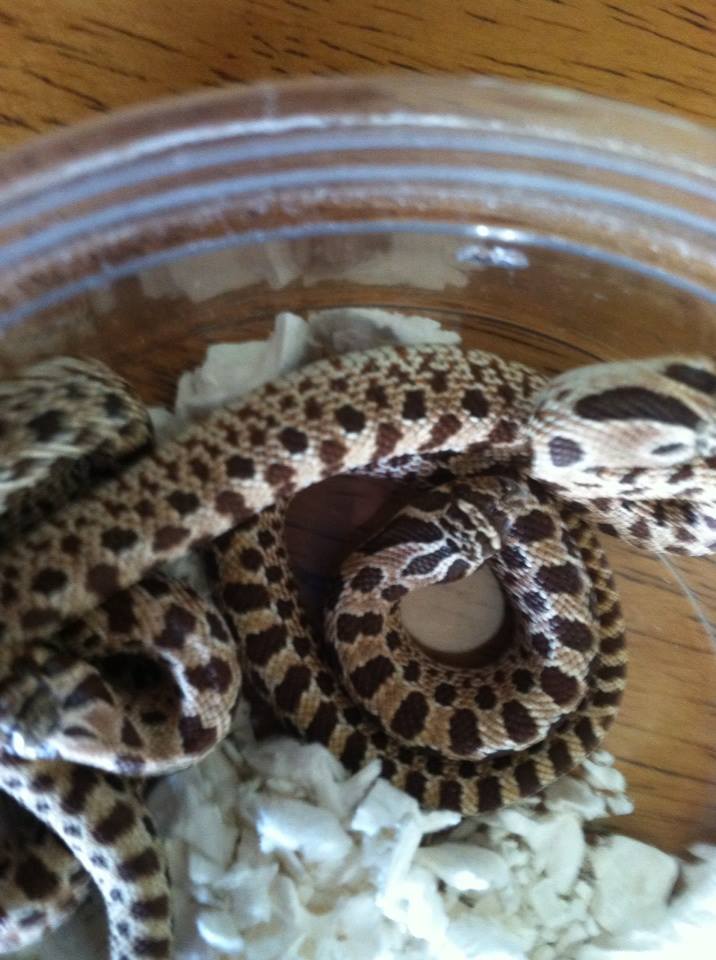 Red / blonde Western Hognose